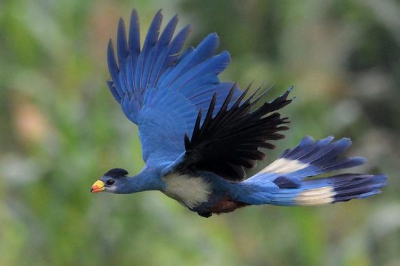 Lilac-breasted roller Kenya Tanzania